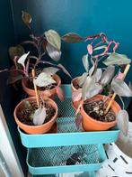 philodendron pink princess, Ophalen, Overige soorten, Minder dan 100 cm
