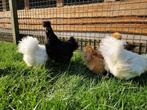 Jonge kippen| Diverse kleuren | Zijdehoender krielen, Meerdere dieren, Kip