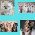 Maine Coon of Ragdoll kitten GEZOCHT!!, Meerdere dieren, 0 tot 2 jaar