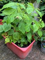 Grote bak met 4 frambozen planten gele en roze, Tuin en Terras, Ophalen, Zomer, Volle zon