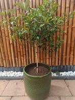 Glansmispel in luxe pot - Wegens verhuizing snel ophalen, Ophalen, 100 tot 250 cm