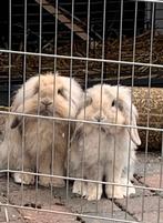 Twee leuke konijnen met kooi. (gratis), Dieren en Toebehoren, Konijnen, Mannelijk, Middelgroot, Hangoor, 3 tot 5 jaar