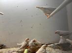 Zebravinken, Dieren en Toebehoren, Meerdere dieren, Tropenvogel