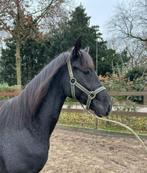 Bijzonder mooi gefokte jaarling hengst Kaygo X Painted Black, Gechipt, Dressuurpaard, 0 tot 2 jaar, Hengst