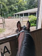 Verzorgpony gezocht / verzorger aangeboden, Dieren en Toebehoren, Paarden en Pony's | Verzorgingsproducten, Ophalen