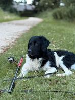 Zeer lieve friese stabij X wetterhoun reu, Dieren en Toebehoren, Honden | Retrievers, Spaniëls en Waterhonden, Rabiës (hondsdolheid)