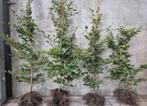 Beukenhaag met blote wortel, Tuin en Terras, Planten | Bomen, Bloeit niet, Halfschaduw, 100 tot 250 cm, Overige soorten
