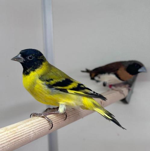 Zwartkopsijs, Dieren en Toebehoren, Vogels | Overige Vogels, Tropenvogel, Mannelijk