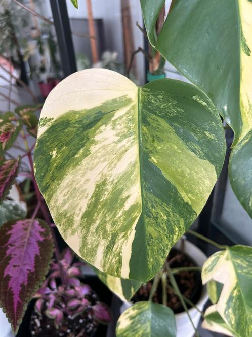 Monstera Aurea yellow variegata stekje, Huis en Inrichting, Kamerplanten, Overige soorten, Minder dan 100 cm, Ophalen of Verzenden