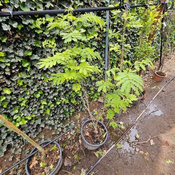 albizia ombrella ( perzische slaapboom) beschikbaar voor biedingen