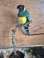 Port Lincolnparkiet, Ophalen of Verzenden, Nieuw, Vogel, Opgezet dier