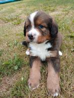 Berner sennen gekruist met sint bernard pups, Dieren en Toebehoren, Overige rassen, CDV (hondenziekte), 8 tot 15 weken, Meerdere