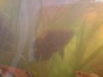 Astronotus Ocellatus, Dieren en Toebehoren, Vissen | Aquariumvissen, Vis