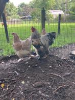 Mooi brahma zalmblauw trio, Dieren en Toebehoren, Pluimvee, Meerdere dieren, Kip