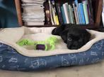 Lieve, sociale pup zoekt een warm huis – Labrador x Golden R, Dieren en Toebehoren, Rabiës (hondsdolheid), Reu, 8 tot 15 weken