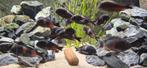 Tropheus Bulu point, kirschfleck, Tanganyika cichlide, Dieren en Toebehoren, Vissen | Aquariumvissen, Vis