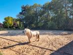 Twee super lieve Tinkers en een Shetlander te koop, Dieren en Toebehoren, Pony's, Ruin, Zadelmak, Recreatiepony, D pony (1.37m tot 1.48m)