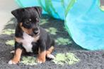 Prachtige lieve Jack russel pups, Dieren en Toebehoren, Jack Russell Terriër, CDV (hondenziekte), 8 tot 15 weken, Meerdere