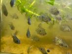 Thorichthys meeki “Rio Candelaria”, Dieren en Toebehoren, Vis, Zoetwatervis