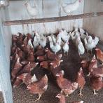 Witte leghorn en bruine lohman (jonge legkippen), Ophalen