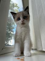 Brits korthaar Kitten, Poes