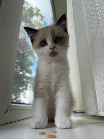 Brits korthaar Kitten beschikbaar voor biedingen