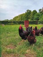 Dubbelgezoomd goud Barnevelder haan, Dieren en Toebehoren, Pluimvee, Mannelijk, Kip