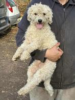 Vrolijke, sociale, actieve Lenny zoekt een warme mand!, Dieren en Toebehoren, Particulier, Rabiës (hondsdolheid), 1 tot 2 jaar