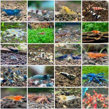 CARIDINA MEGA SALE - Garnalen Shrimps korting acties beschikbaar voor biedingen