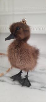 Opgezet eendje met kroontje, Mannelijk, Tropenvogel