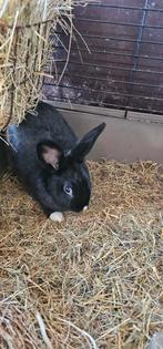 Voedster konijn, Dieren en Toebehoren, Konijnen, Vrouwelijk, Middelgroot