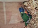 Jonge lori vd blauwe bergen, Geslacht onbekend, Papegaai, Tam