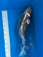 Koi te koop, Dieren en Toebehoren, Vissen | Vijvervissen, Karper of Koi