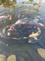 Koi karpers, Karper of Koi