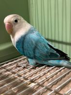 Mooie Jonge Agapornis Fischerie, Dieren en Toebehoren, Vogels | Parkieten en Papegaaien, Meerdere dieren, Dwergpapegaai of Agapornis