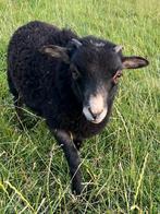 Raszuiver OUESSANT ram lammetje ZWART schimmel, Mannelijk, Schaap, 0 tot 2 jaar