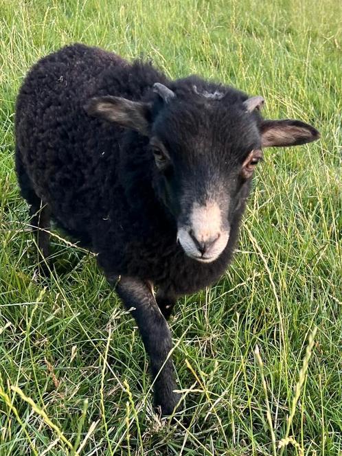 Raszuiver OUESSANT ram lammetje ZWART schimmel, Dieren en Toebehoren, Schapen, Geiten en Varkens, Schaap, Mannelijk, 0 tot 2 jaar