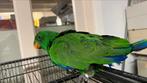 Edel Papegaai Baby, Dieren en Toebehoren, Vogels | Parkieten en Papegaaien, Mannelijk, Papegaai, Pratend