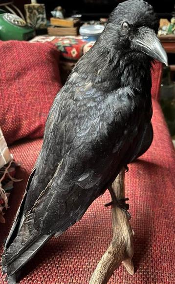 Mooie Opgezette Kraai op Boomstam beschikbaar voor biedingen