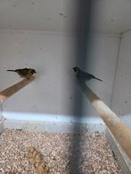 Cubavinken, Dieren en Toebehoren, Vogels | Overige Vogels, Meerdere dieren