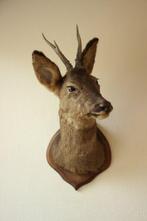 Taxidermie Opgezette Reeënkop met gewei, Ophalen of Verzenden, Gebruikt, Hert, Gewei of Kop