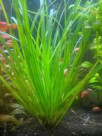 Cyperus helferi – Volwassen sierlijke achtergrondplant, Ophalen, Nieuw, Plant(en), Steen of Hout