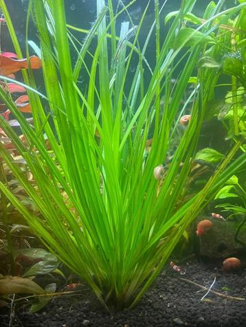 Cyperus helferi – Volwassen sierlijke achtergrondplant beschikbaar voor biedingen