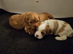 Cavapoo F2 Nederlandse Pups, Dieren en Toebehoren, Honden | Retrievers, Spaniëls en Waterhonden, Overige rassen, 8 tot 15 weken