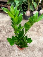 Zamioculcas zamiifolia 'Pixie' - Kamerplant, Ophalen of Verzenden