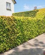 100 x fagus groene beuk 175/200 WEG=WEG, Ophalen of Verzenden, Bloeit niet, Overige soorten, 100 tot 250 cm