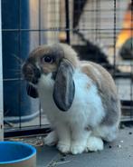 Mooie nederlandse hangoordwerg Ram, Dieren en Toebehoren, Konijnen, Mannelijk, Dwerg