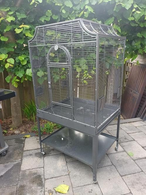 montana, Dieren en Toebehoren, Vogels | Parkieten en Papegaaien, Papegaai, Mannelijk