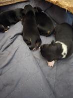 Mooie pups tekoop, Rabiës (hondsdolheid), Overige rassen, 8 tot 15 weken, Meerdere