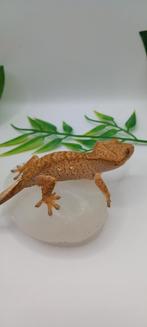 1.0 Phantom Tiger 50% Het Axanthic wimpergekko man, Dieren en Toebehoren, Hagedis, Tam, 0 tot 2 jaar